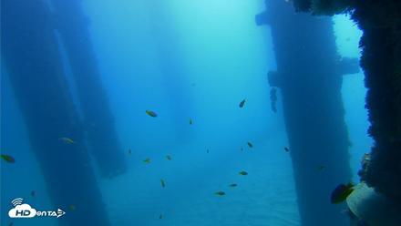 Scripps Pier Underwater Live Webcam - Oct 21, 2026, 10:33am PDT