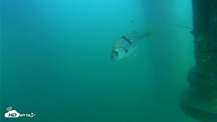 Scripps Pier Underwater Live Webcam - Jul 20, 2026, 4:03pm PDT