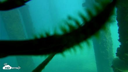 Scripps Pier Underwater Live Webcam - Oct 16, 2026, 1:56pm PDT