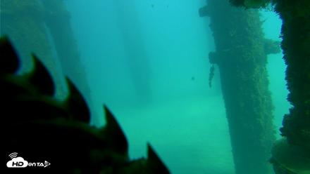 Scripps Pier Underwater Live Webcam - Oct 16, 2026, 1:56pm PDT