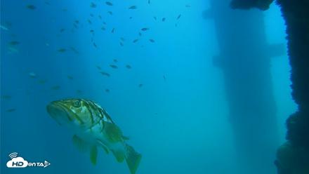 Scripps Pier Underwater Live Webcam - Sep 15, 2026, 1:24pm PDT