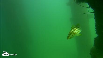 Scripps Pier Underwater Live Webcam - Sep 18, 2026, 2:51pm PDT