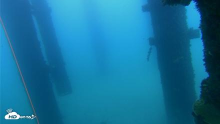 Scripps Pier Underwater Live Webcam - Sep 20, 2026, 10:14am PDT