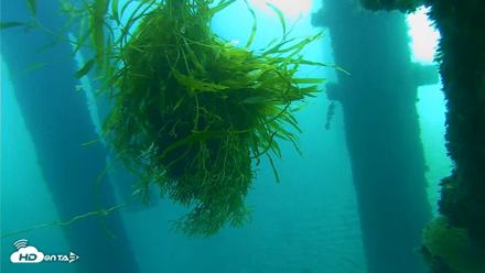 Scripps Pier Underwater Live Webcam - Oct 5, 2026, 7:44am PDT