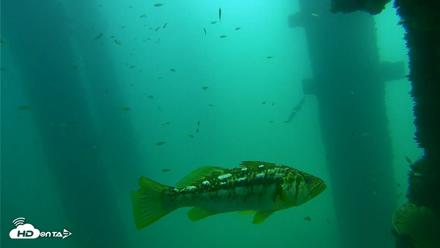 Scripps Pier Underwater Live Webcam - Sep 15, 2026, 11:22am PDT