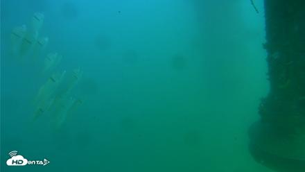 Scripps Pier Underwater Live Webcam - Jul 27, 2026, 5:07pm PDT