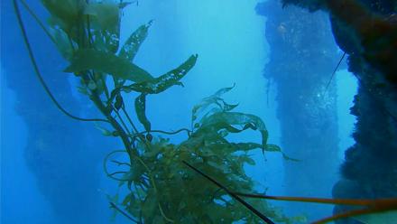 Scripps Pier Underwater Live Webcam - Feb 6, 2026, 4:10pm PST