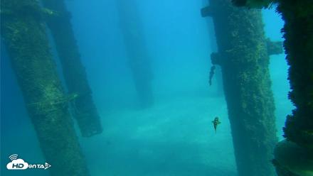 Scripps Pier Underwater Live Webcam - Oct 16, 2026, 2:23pm PDT