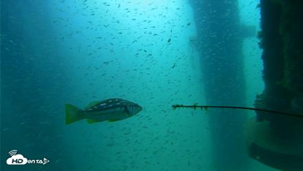 Scripps Pier Underwater Live Webcam - Aug 10, 2026, 10:22am PDT