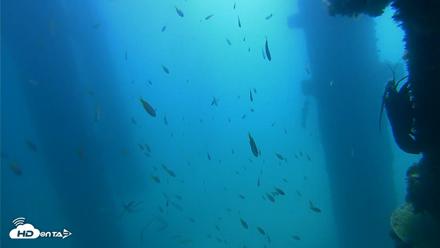 Scripps Pier Underwater Live Webcam - Sep 18, 2026, 11:23am PDT