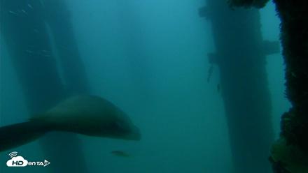 Scripps Pier Underwater Live Webcam - Sep 19, 2026, 6:31am PDT