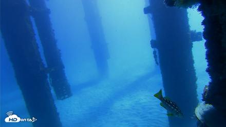 Scripps Pier Underwater Live Webcam - Oct 19, 2026, 10:34am PDT