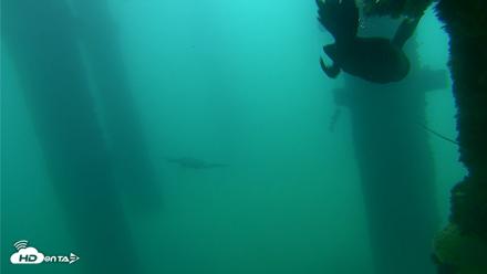 Scripps Pier Underwater Live Webcam - Sep 18, 2026, 7:56am PDT