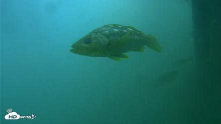 Scripps Pier Underwater Live Webcam - Jul 27, 2026, 8:21am PDT