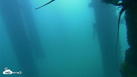 Scripps Pier Underwater Live Webcam - Sep 28, 2026, 11:49am PDT