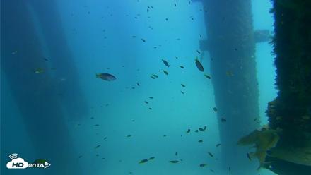 Scripps Pier Underwater Live Webcam - Aug 24, 2026, 1:43pm PDT