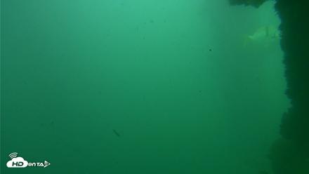 Scripps Pier Underwater Live Webcam - Oct 12, 2026, 3:20pm PDT