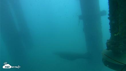 Scripps Pier Underwater Live Webcam - Aug 3, 2026, 8:48am PDT