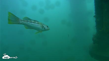 Scripps Pier Underwater Live Webcam - Jul 29, 2026, 8:10am PDT