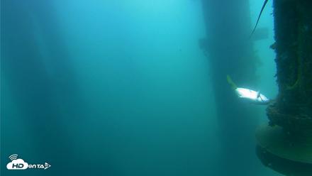 Scripps Pier Underwater Live Webcam - Jul 22, 2026, 12:00pm PDT