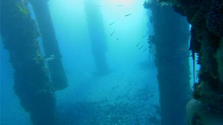 Scripps Pier Underwater Live Webcam - Jan 27, 2026, 7:30am PST