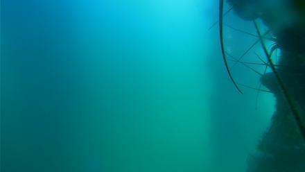 Scripps Pier Underwater Live Webcam - Jul 21, 2025, 2:13pm PDT