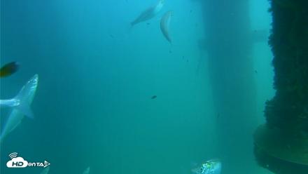 Scripps Pier Underwater Live Webcam - Aug 20, 2026, 2:40pm PDT