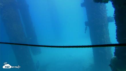 Scripps Pier Underwater Live Webcam - Oct 6, 2026, 1:52pm PDT