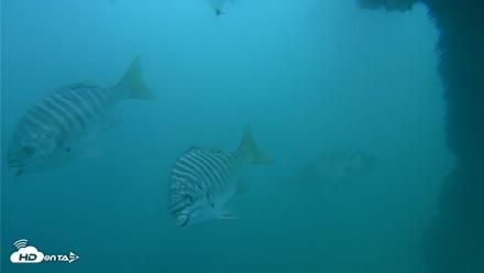 Scripps Pier Underwater Live Webcam - Oct 11, 2026, 3:42pm PDT