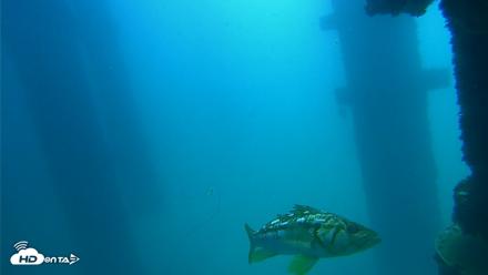 Scripps Pier Underwater Live Webcam - Sep 15, 2026, 11:31am PDT