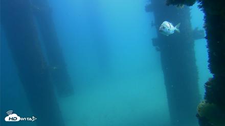 Scripps Pier Underwater Live Webcam - Sep 20, 2026, 12:32pm PDT
