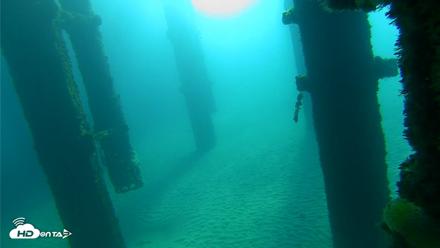Scripps Pier Underwater Live Webcam - Oct 7, 2026, 9:04am PDT