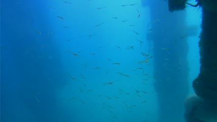 Scripps Pier Underwater Live Webcam - Mar 23, 2026, 1:32pm PDT