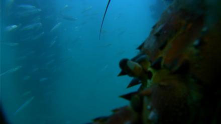 Scripps Pier Underwater Live Webcam - Jul 15, 2025, 7:46pm PDT
