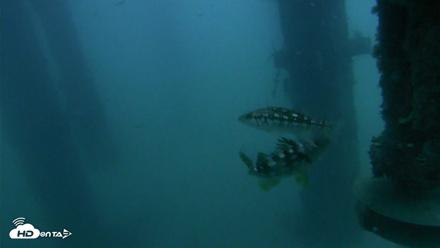 Scripps Pier Underwater Live Webcam - Aug 14, 2026, 6:08am PDT