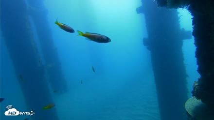 Scripps Pier Underwater Live Webcam - Oct 21, 2026, 10:03am PDT