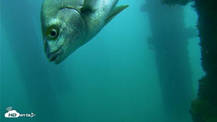 Scripps Pier Underwater Live Webcam - Sep 23, 2026, 2:29pm PDT