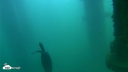 Scripps Pier Underwater Live Webcam - Aug 19, 2026, 10:04am PDT