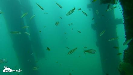 Scripps Pier Underwater Live Webcam - Sep 17, 2026, 9:07am PDT