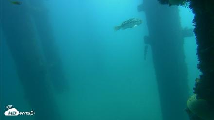 Scripps Pier Underwater Live Webcam - Oct 15, 2026, 11:51am PDT