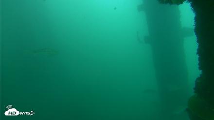 Scripps Pier Underwater Live Webcam - Oct 11, 2026, 11:53am PDT
