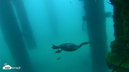 Scripps Pier Underwater Live Webcam - Aug 27, 2026, 7:43am PDT