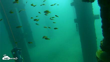Scripps Pier Underwater Live Webcam - Oct 8, 2026, 10:31am PDT