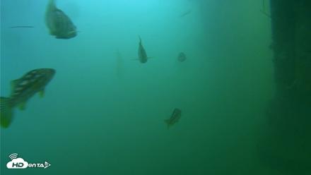Scripps Pier Underwater Live Webcam - Jul 27, 2026, 8:39am PDT