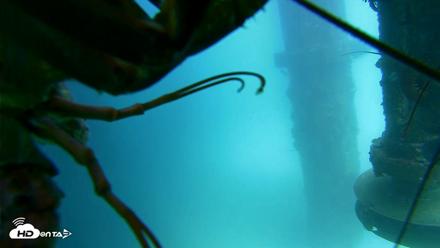 Scripps Pier Underwater Live Webcam - Jul 29, 2026, 1:53pm PDT