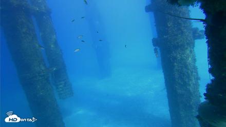 Scripps Pier Underwater Live Webcam - Oct 16, 2026, 3:13pm PDT