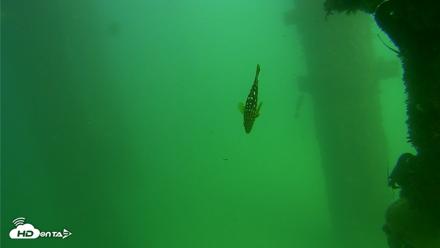 Scripps Pier Underwater Live Webcam - Sep 18, 2026, 2:57pm PDT