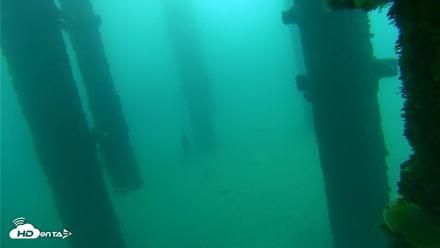 Scripps Pier Underwater Live Webcam - Oct 8, 2026, 9:30am PDT