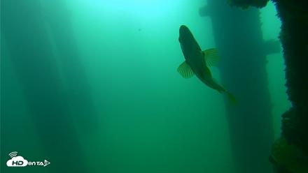 Scripps Pier Underwater Live Webcam - Sep 23, 2026, 9:28am PDT