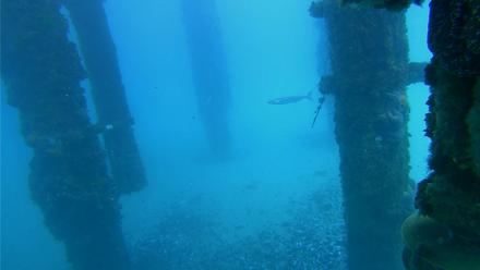 Scripps Pier Underwater Live Webcam - Jan 21, 2026, 12:51pm PST